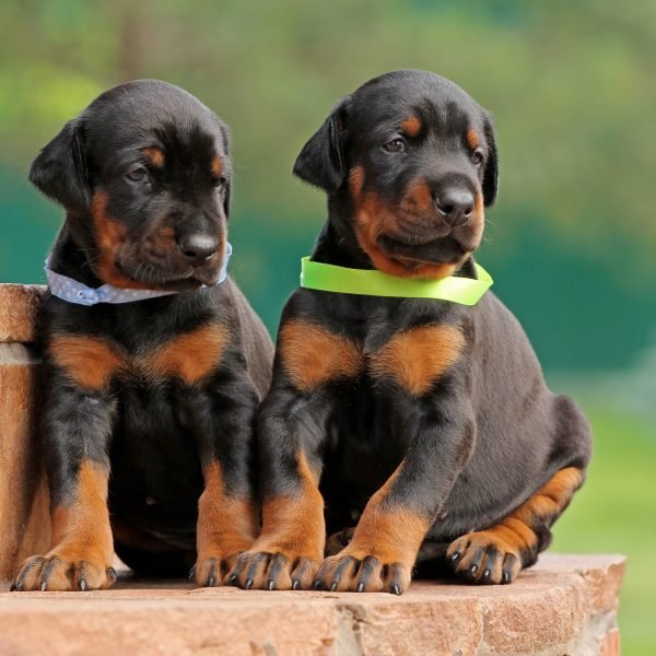 Learn about labrador retriever puppies, doberman puppies, and chow chow dogs. Compare temperament, care needs, and lifestyle suitability before choosing your dog.